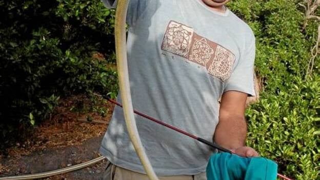 La captura de serpientes reales en la Isla bate el récord en 2014