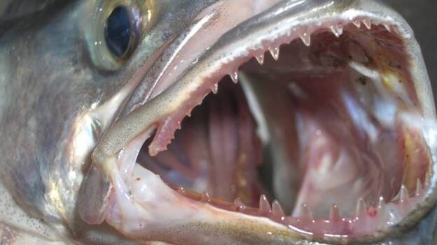 El mayor pez depredador del Mediterráneo ignora a los humanos