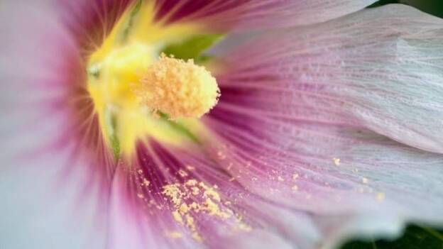 La inmunoterapia para la alergia al polen ofrece mejorías de más del 50% en pacientes con rinitis alérgica