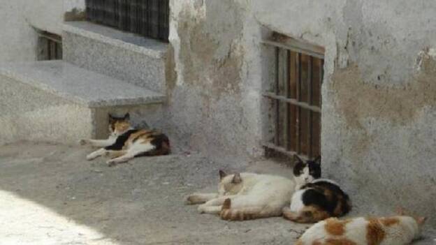 Las Palmas de Gran Canaria esteriliza un millar de gatos callejeros