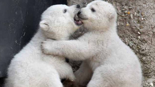 Dos tercios de osos polares se podrían extinguir hacia 2050