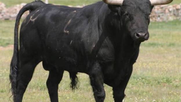 El creador de 'Los Simpson' dona para salvar del matadero a un toro 'gay'