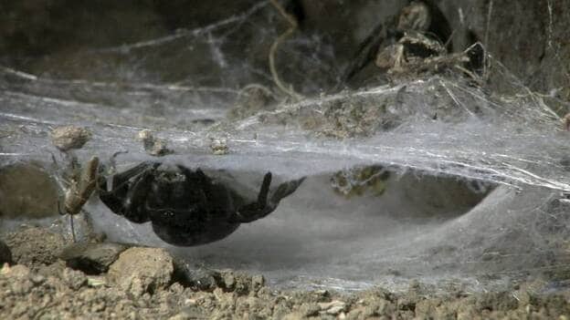 La Gomera, única isla canaria donde habita la araña de terciopelo