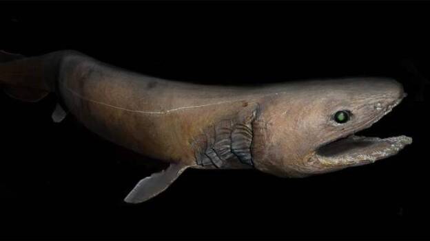 Avistan un raro tiburón conocido como "el fósil viviente" en Australia