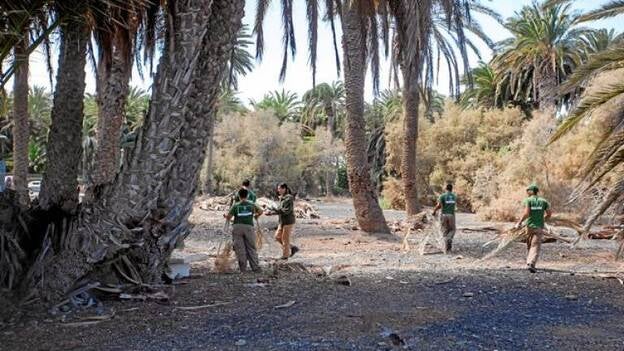 El palmeral de Maspalomas ya no es área de sensibilidad ecológica