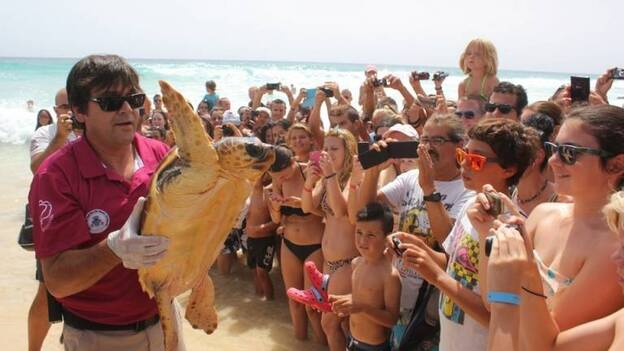 El Cabildo de Fuerteventura liberará a tres tortugas bobas en Cofete