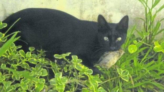 Quién pone el cascabel al gato