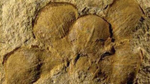 Hallan en el noreste de China la flor más antigua del mundo