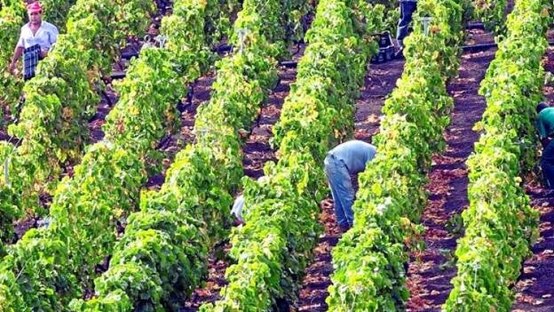 De la bodega a la guía turística
