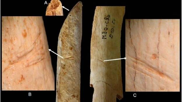 Los neandertales cortaban y limpiaban de carne los cuerpos de sus muertos
