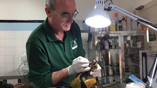 Los veterinarios recuperan a la tortuga contaminada