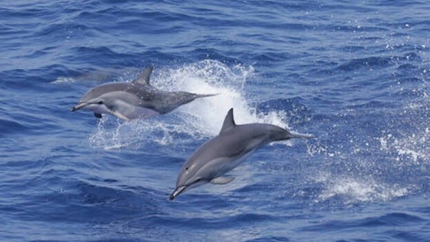 Los delfines tienen amigos, como los seres humanos