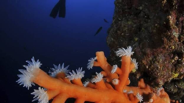 Comienza el sexto open fotosub ‘Lanzarote mar de lava’