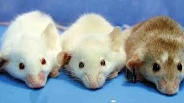 El CNIO encuentra el talón de Aquiles del cáncer