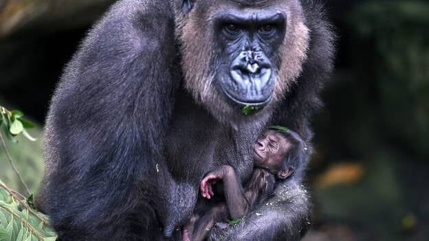 Tiernas imágenes maternales