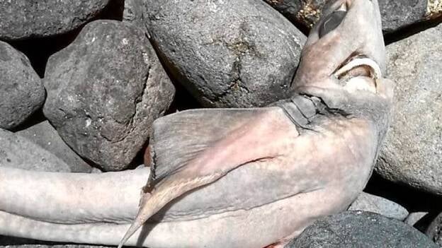 Hallan en Arinaga un tiburón protegido, capturado para quitarle órganos