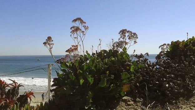De tajinastes a la palmera, las plantas canarias que "invaden" el planeta