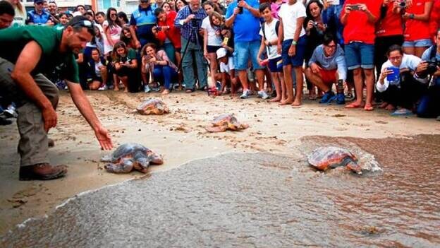 Suelta de tortugas por el Día Mundial de los Océanos