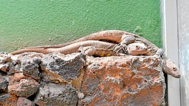 Mimos para las mamás lagarto