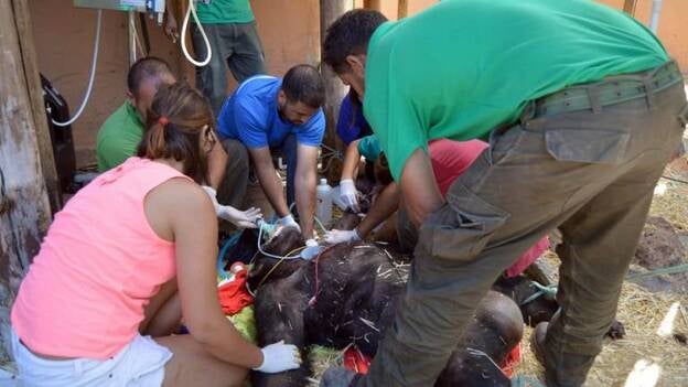 El Proyecto Gran Simio culpa al Oasis Park de la muerte de sus dos chimpancés