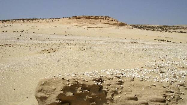 Nidos fósiles de abejas bajo las dunas canarias: cuando el Sahara era verde