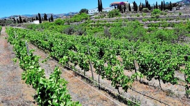Los viticultores prevén recoger 550.000 kilos en esta vendimia