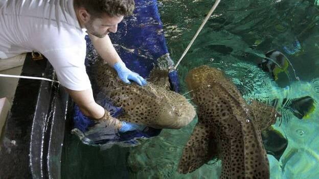 Entrenan a tiburones para poder hacerles una analítica como si fuera un juego
