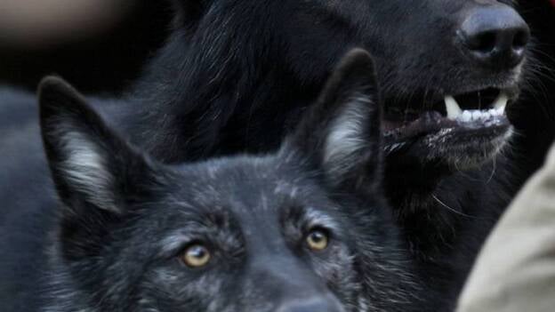 Hansel y Gretel tienen casa nueva