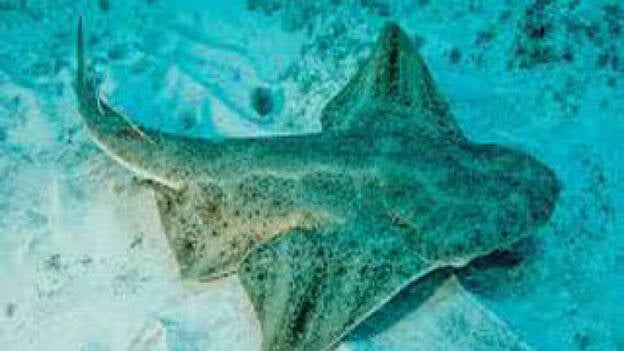 Pide al Gobierno canario incluir al 'angelote' en el catálogo de especies protegidas