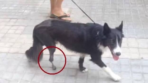 De la impresora a la pata del perro