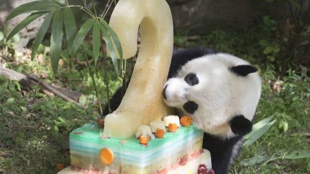 Bao Bao está de cumpleaños