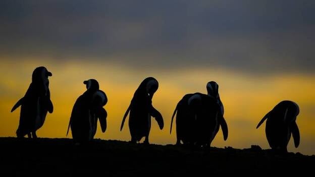 Pingüinos africanos en peligro de extinción