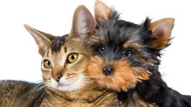 ¿Por qué los gatos son más independientes que los perros?