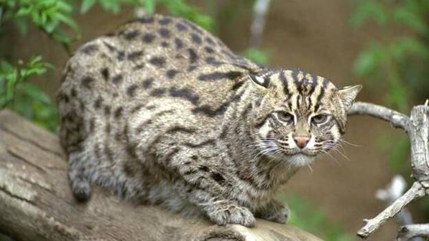 Un felino en peligro de extinción hallado por primera vez en 12 años en Camboya