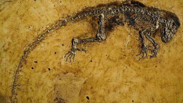 Científicos cuestionan la ascendencia del fósil antropoide más antiguo