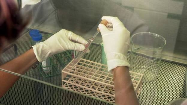 El número de donantes de médula ósea aumentó en Canarias el 7% en 2014