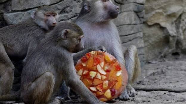Helado para mitigar el calor