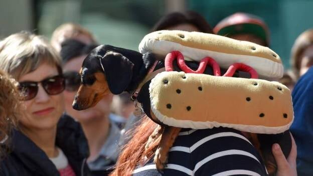 Carrera de perros salchicha
