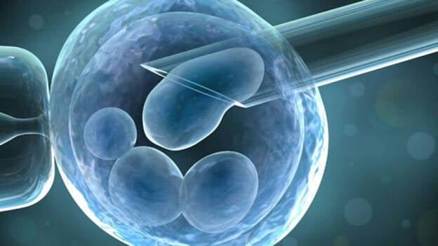 Demuestran la comunicación entre la madre y el embrión antes de implantar