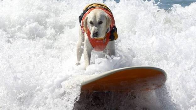 Campeonato de surf canino