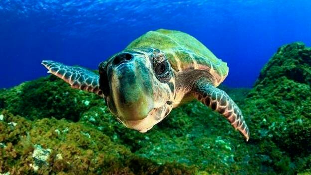 Un proyecto de "Isla azul" para proteger los fondos marinos de Canarias