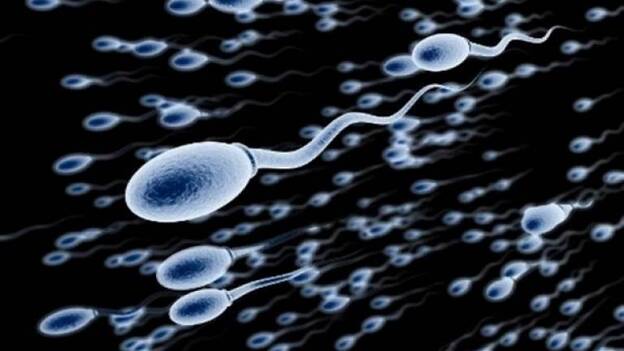 Los espermatozoides nadan más rápido sobre una superficie