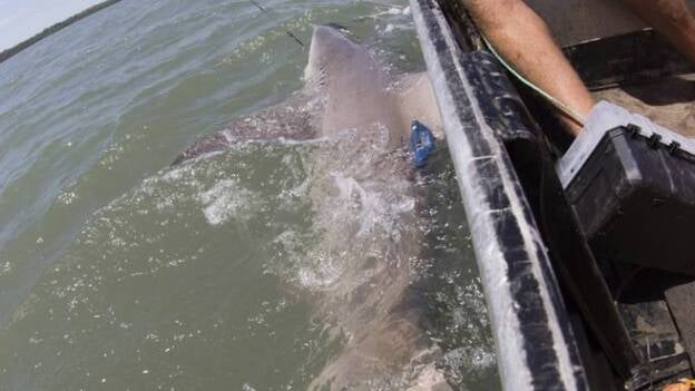 Capturan dos ejemplares del rarísimo tiburón lanza en el norte de Australia