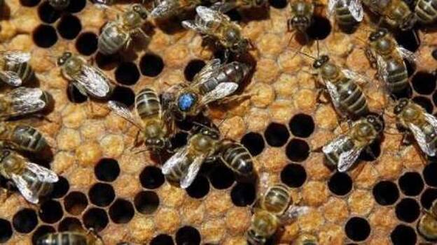 Las abejas se propagaron por Europa al ritmo de la agricultura del Neolítico