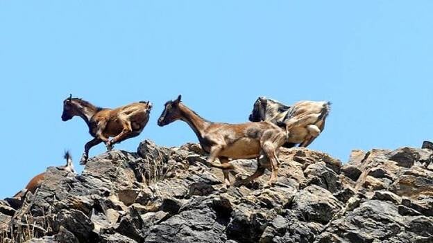 Europa pide erradicar el ganado guanil para seguir reforestando