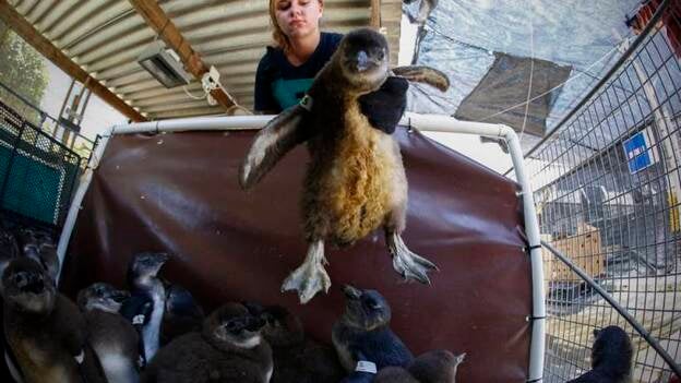 Rehabilitación de pingüinos africanos