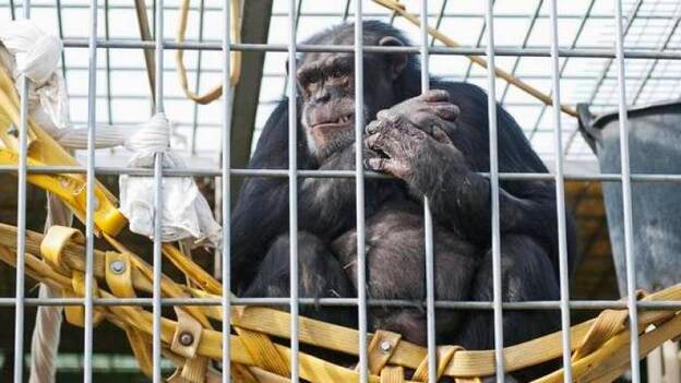 La chimpancé que escapó del Oasis Park encuentra un nuevo hogar en Cataluña