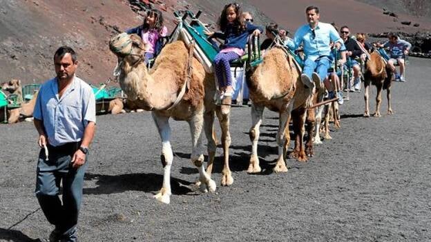 Camellos con el DNI en toda regla