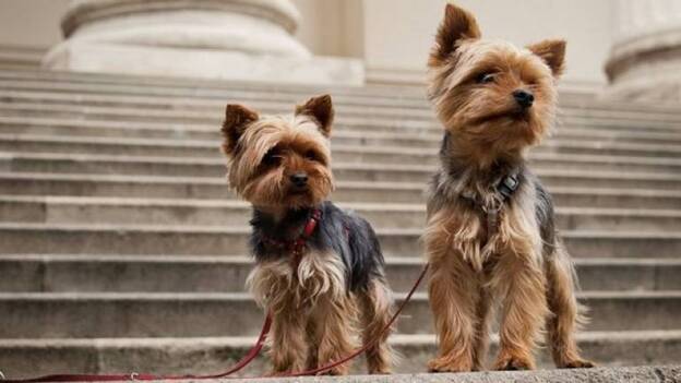 La esposa de Johnny Depp luchará por la entrada ilegal de sus perros en Australia