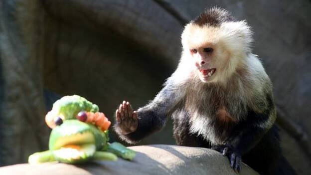 La Navidad llega al zoo